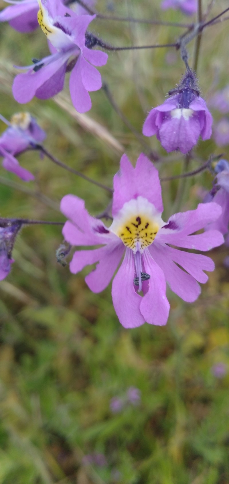 Schizanthus porrigens subsp. borealis