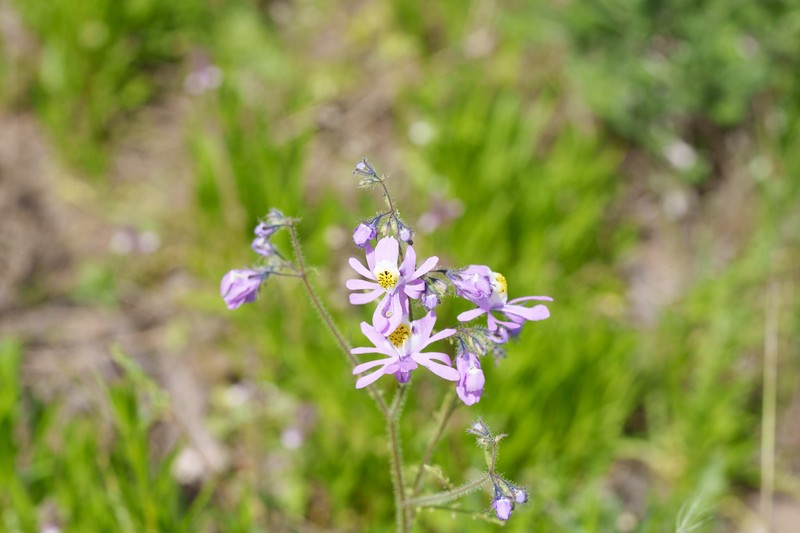 Schizanthus porrigens subsp. borealis photo 2