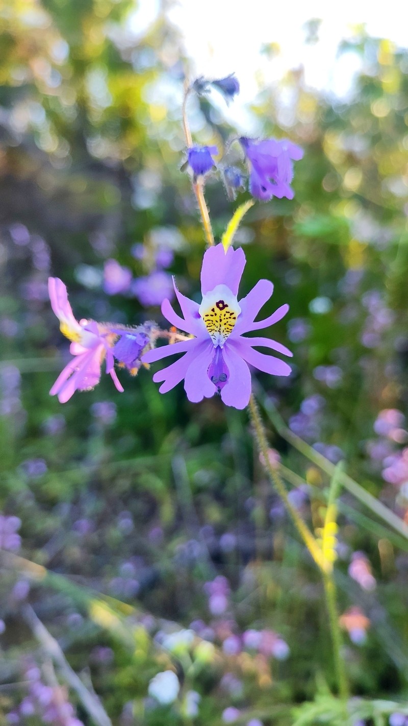 Schizanthus porrigens subsp. borealis photo 3