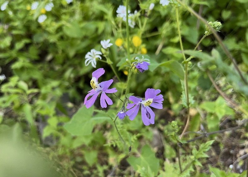 Schizanthus porrigens subsp. borealis photo 4