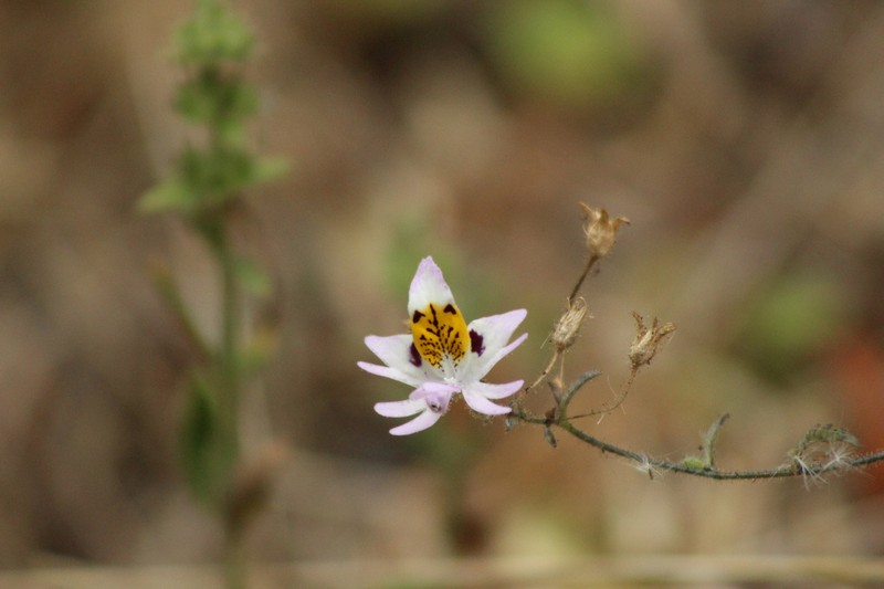 Schizanthus porrigens subsp. porrigens
