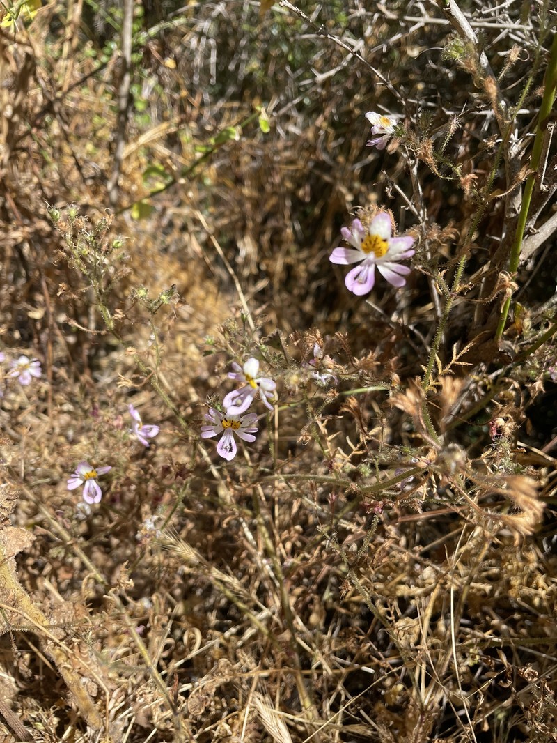 Schizanthus porrigens subsp. porrigens photo 2