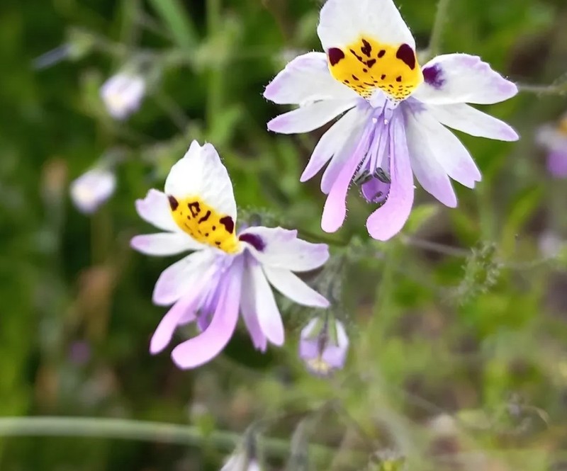 Schizanthus porrigens subsp. porrigens photo 3