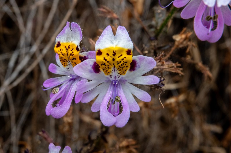 Schizanthus porrigens subsp. porrigens photo 4