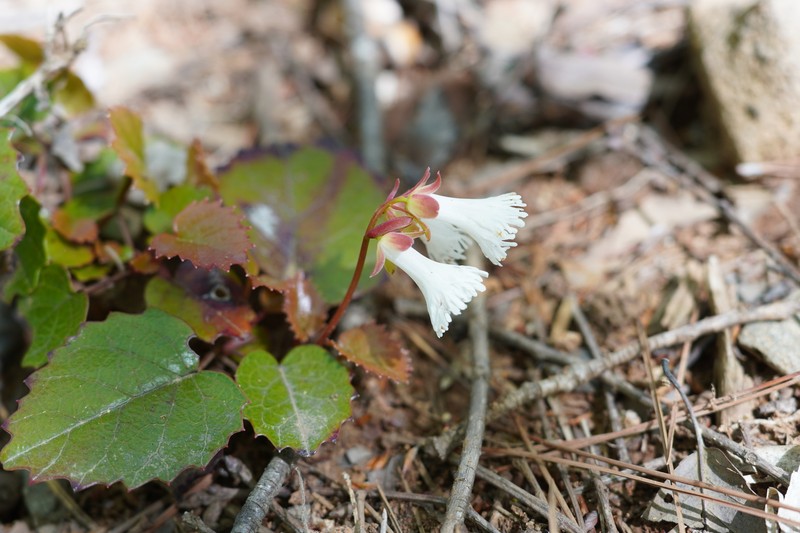 Schizocodon ilicifolius var. intercedens