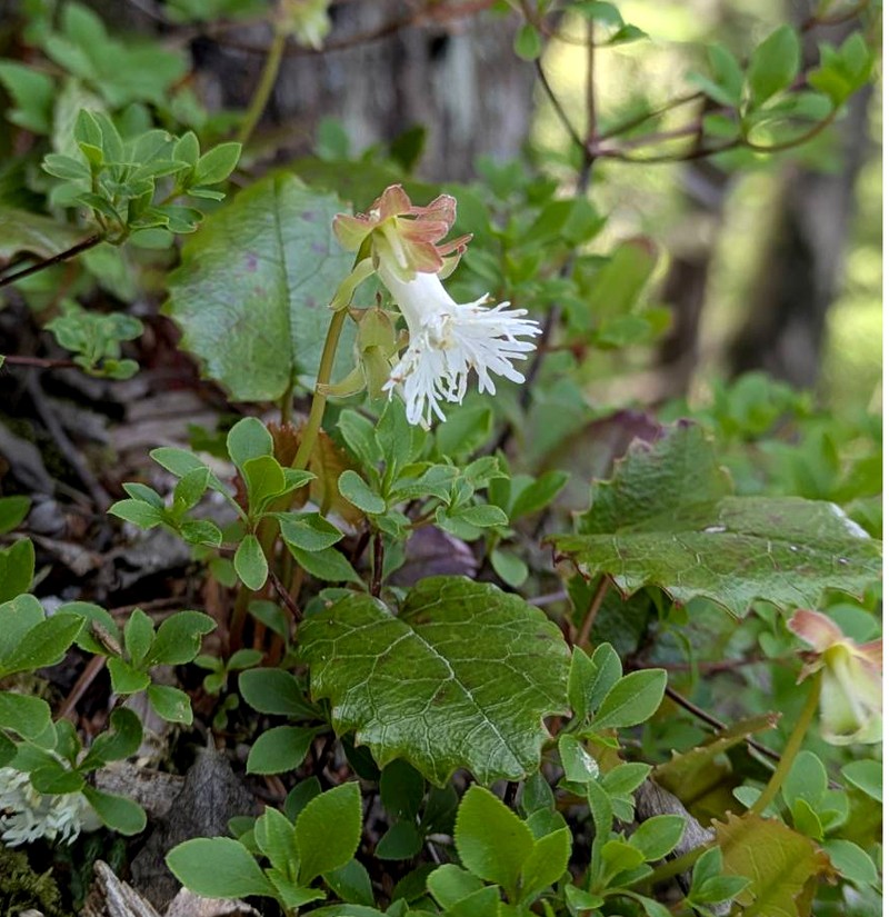 Schizocodon ilicifolius var. intercedens photo 2
