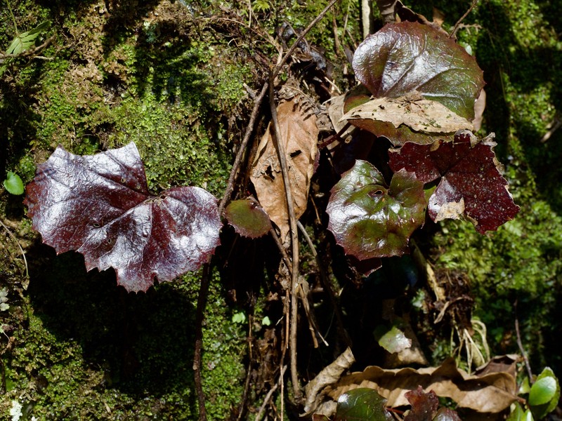 Schizocodon soldanelloides var. magnus