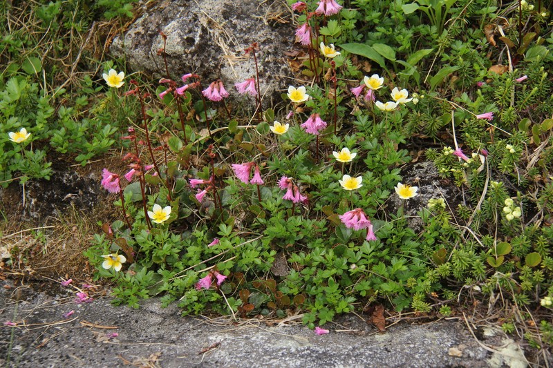 Schizocodon soldanelloides var. soldanelloides photo 2