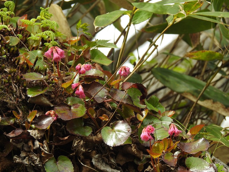 Schizocodon soldanelloides var. soldanelloides photo 3
