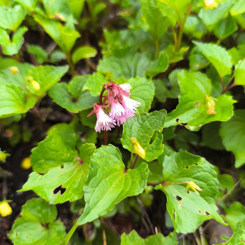 Schizocodon soldanelloides var. soldanelloides photo 4
