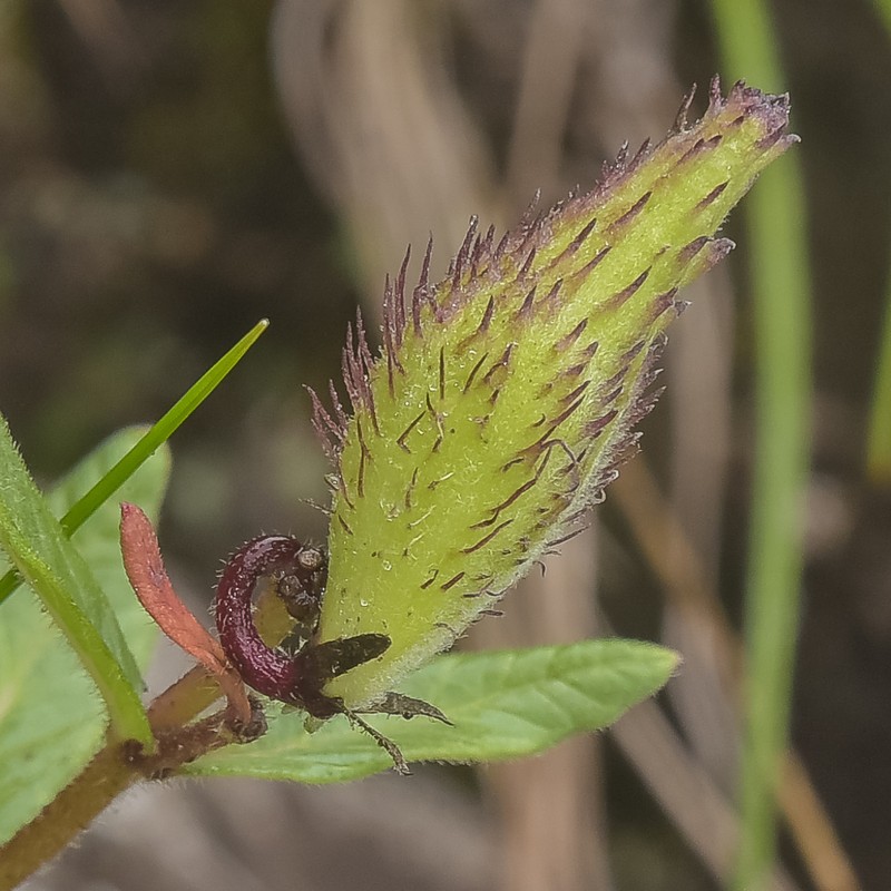 Schizoglossum austromontanum photo 2