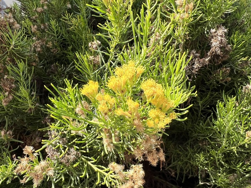 Schizogyne glaberrima