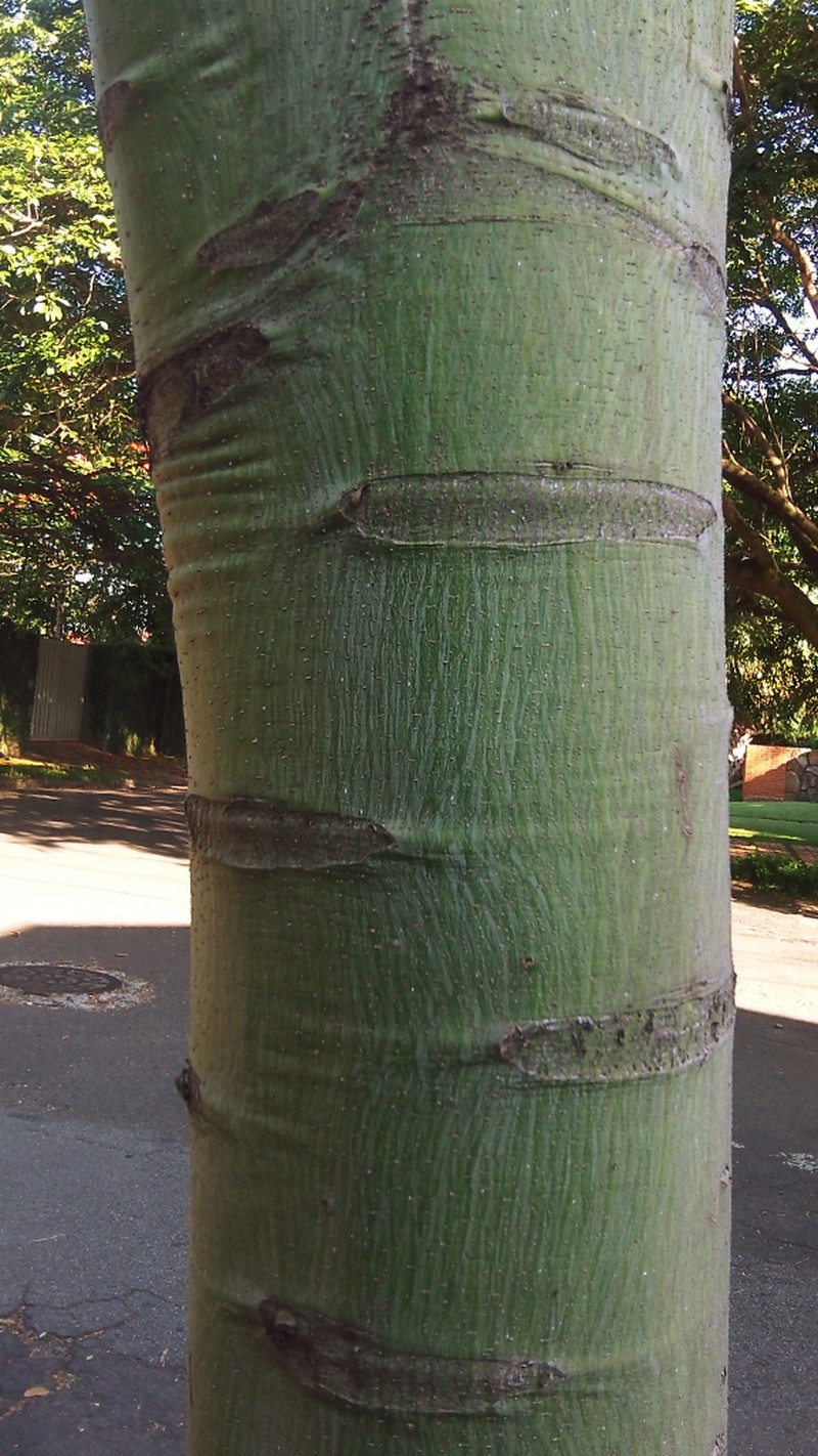 Brazilian Firetree photo 3