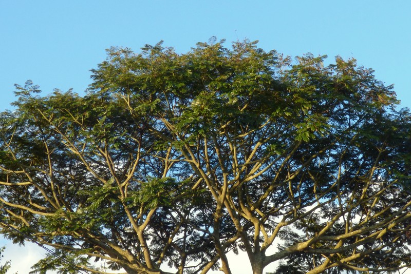 Brazilian Firetree photo 5