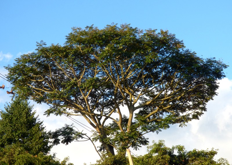 Brazilian Firetree photo 6