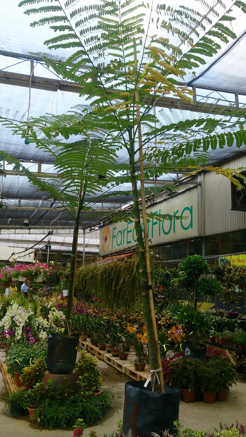 Brazilian Firetree photo 7