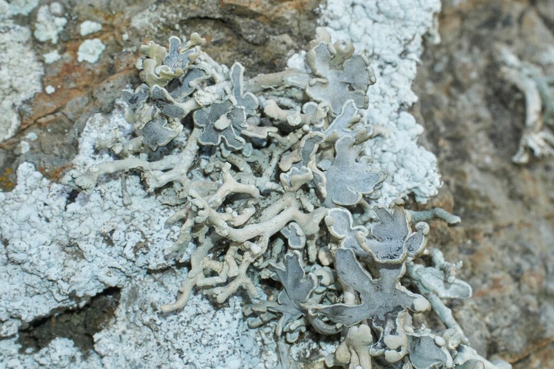 Schizopelte californica photo 3
