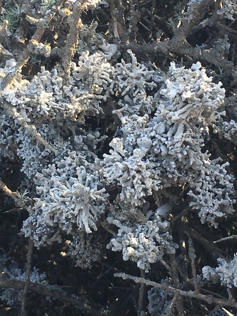 Schizopelte californica photo 4