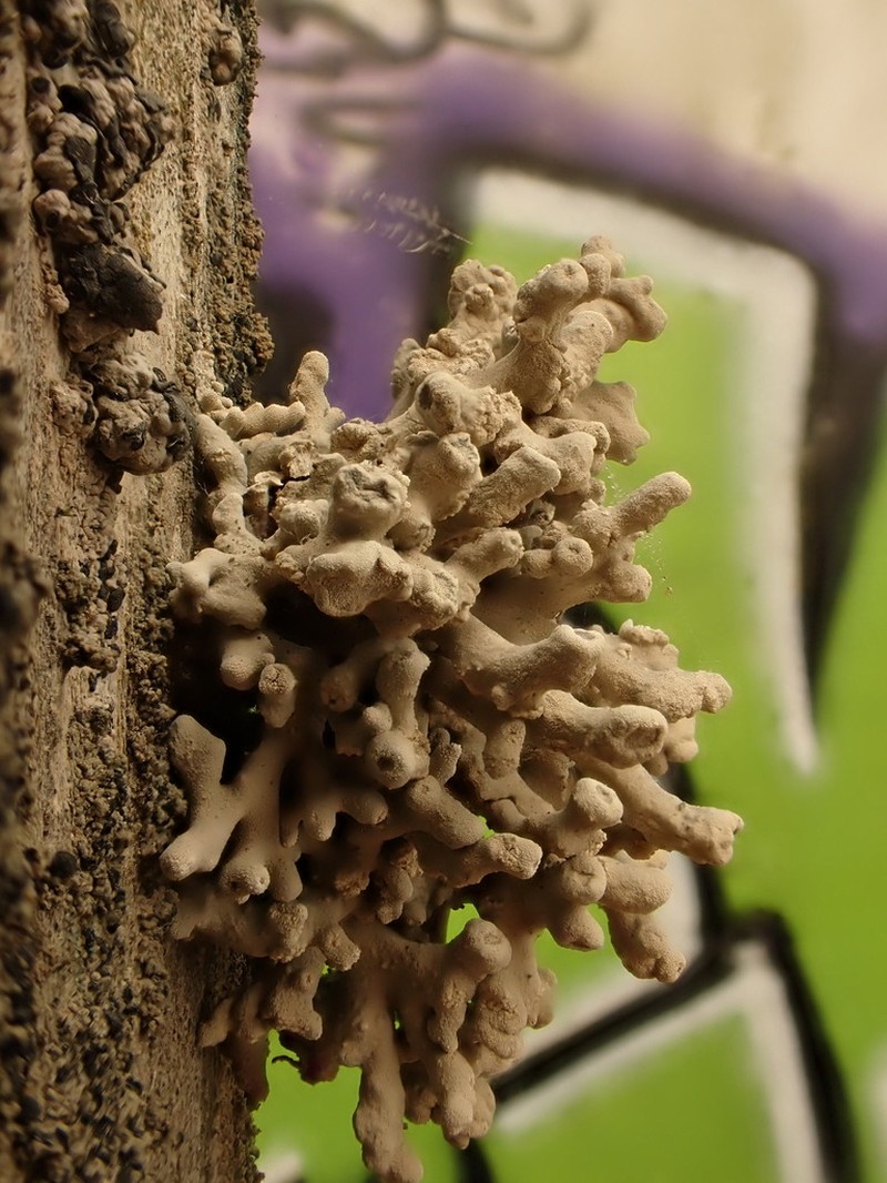 Schizopelte californica photo 5