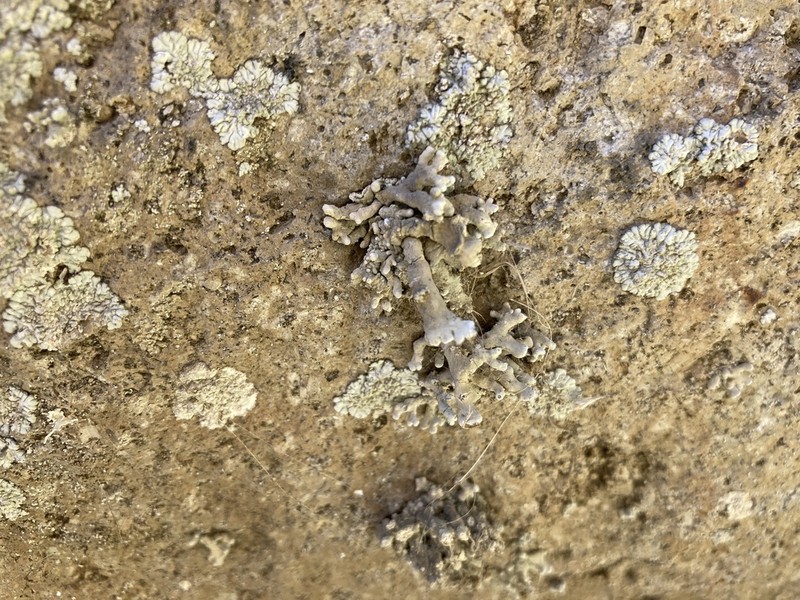 Schizopelte californica photo 6
