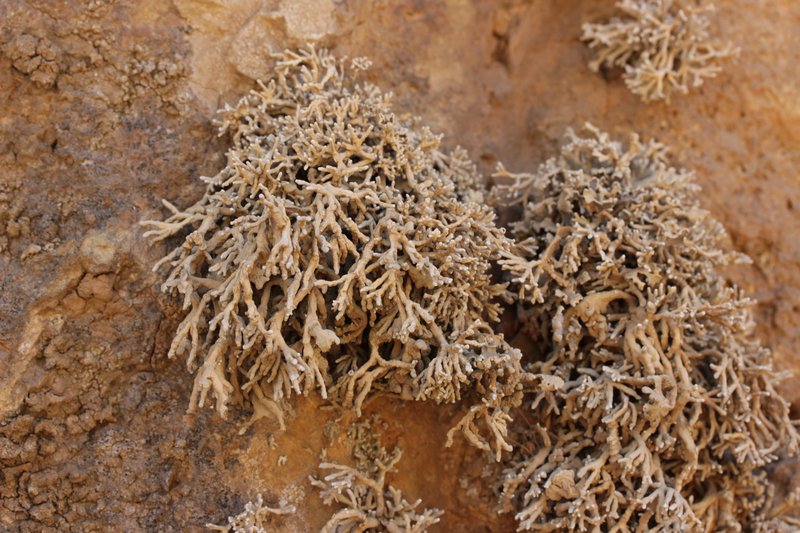 Schizopelte californica