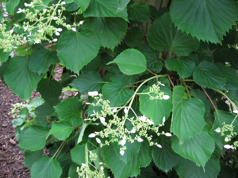 Schizophragma hydrangeoides