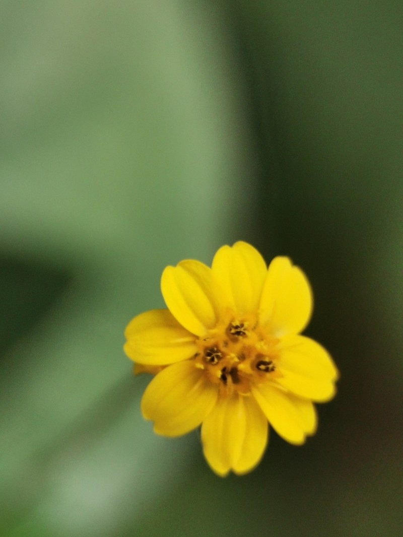 Schizoptera peduncularis photo 4