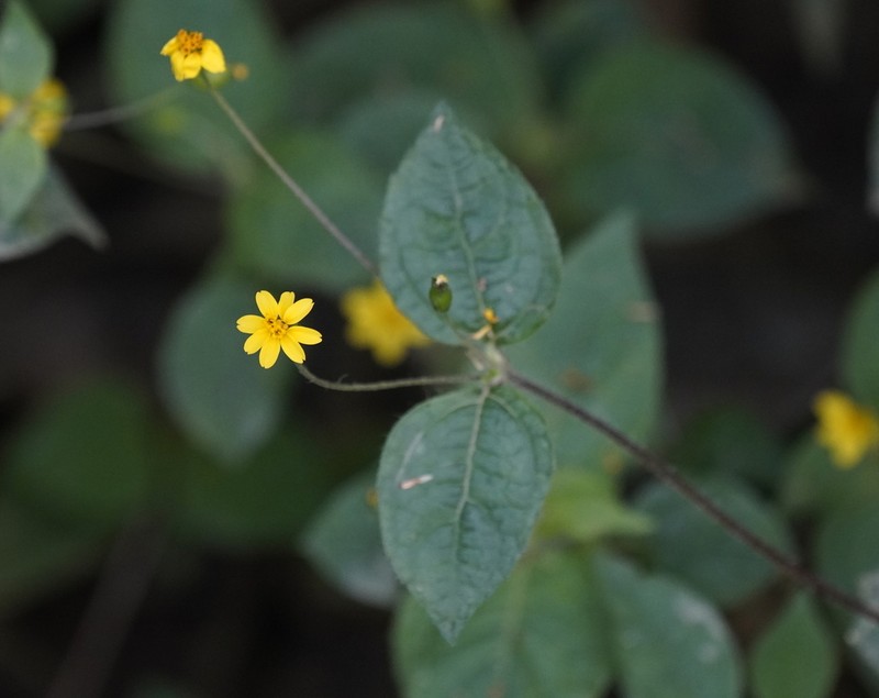 Schizoptera peduncularis photo 6