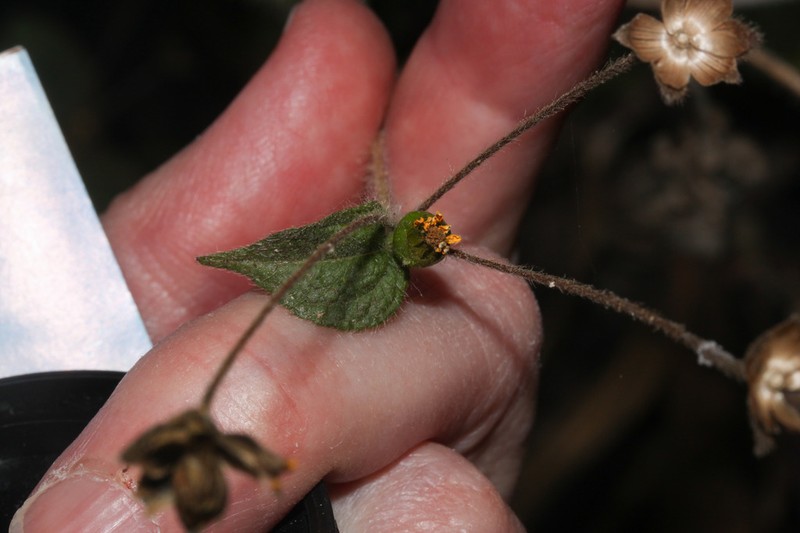 Schizoptera peduncularis photo 7