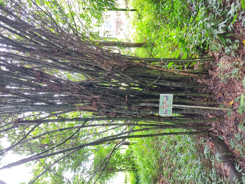 Anos photo 3