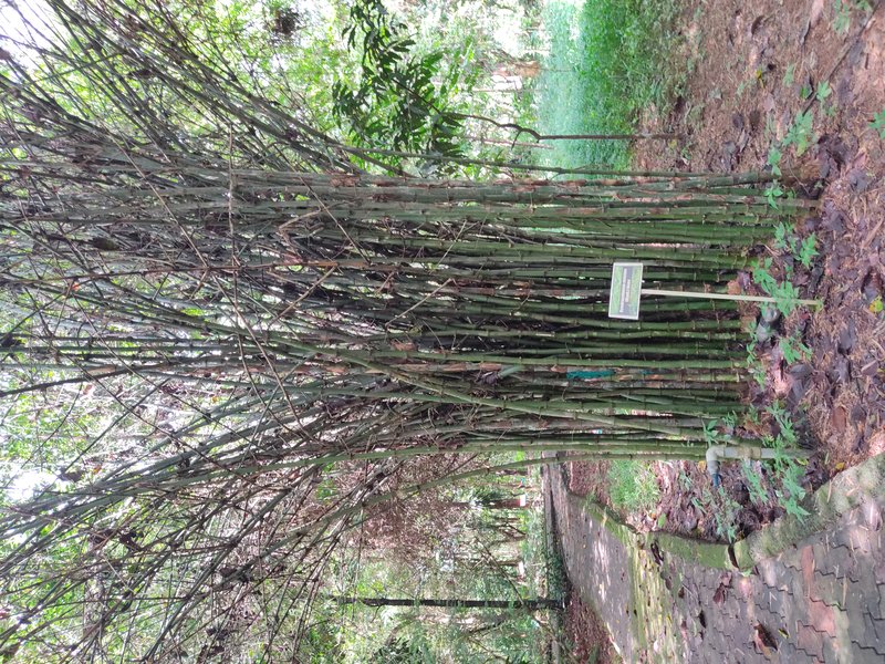 Anos photo 4