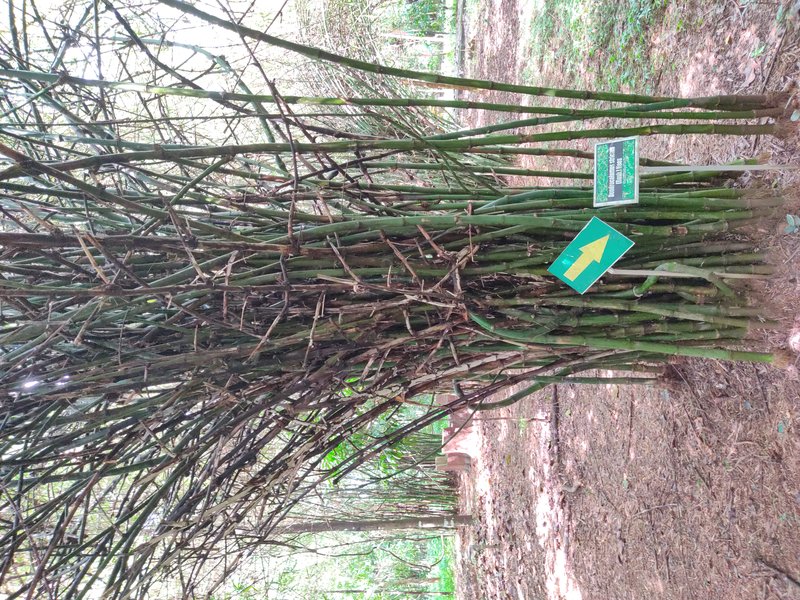 Anos photo 5