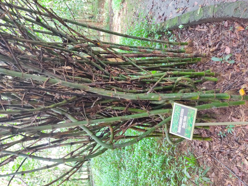 Anos photo 6