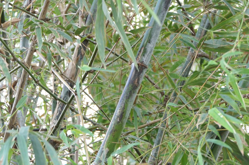 Anos photo 7