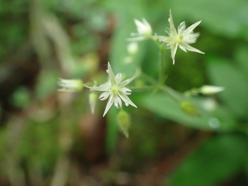 Schizotechium monospermum