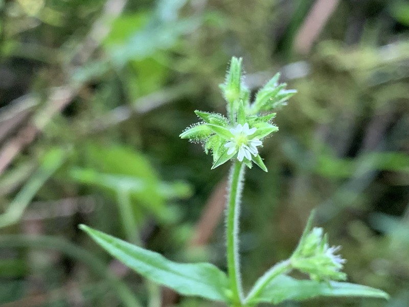 Schizotechium monospermum photo 2
