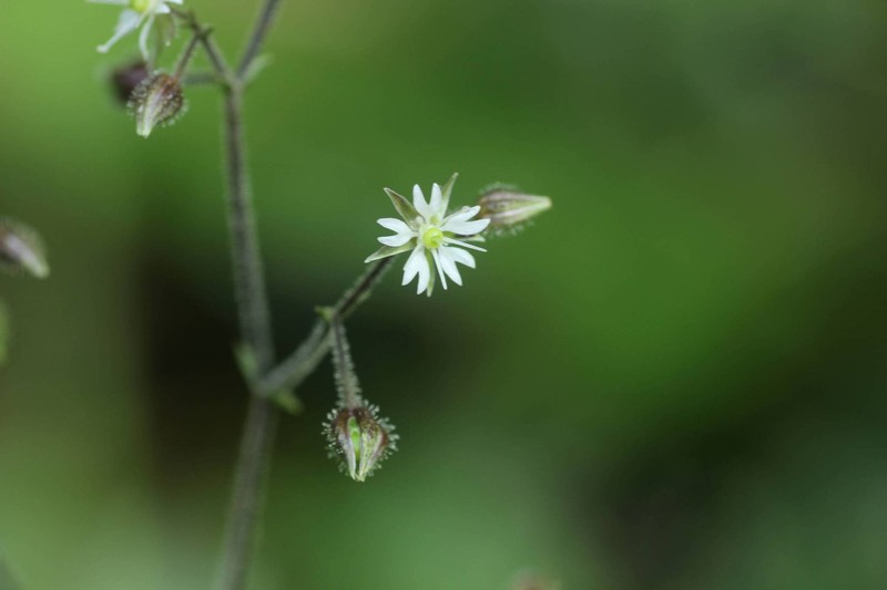 Schizotechium monospermum photo 3