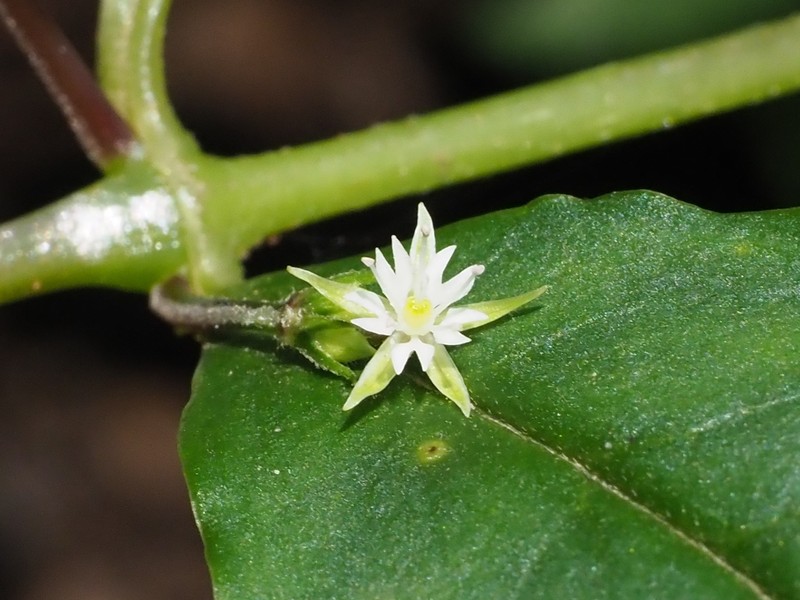 Schizotechium monospermum photo 4