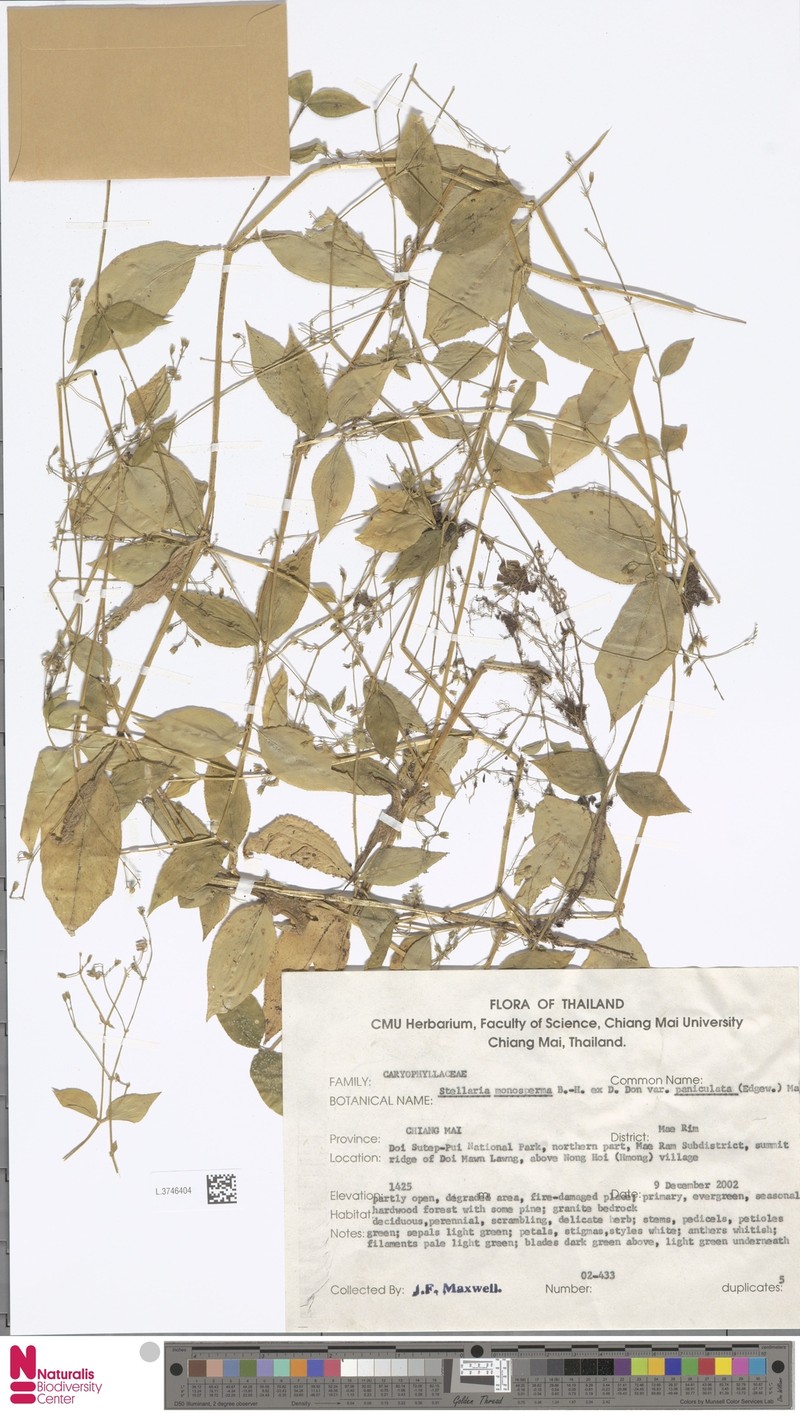 Schizotechium paniculatum