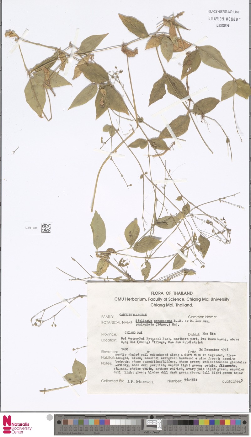 Schizotechium paniculatum photo 2