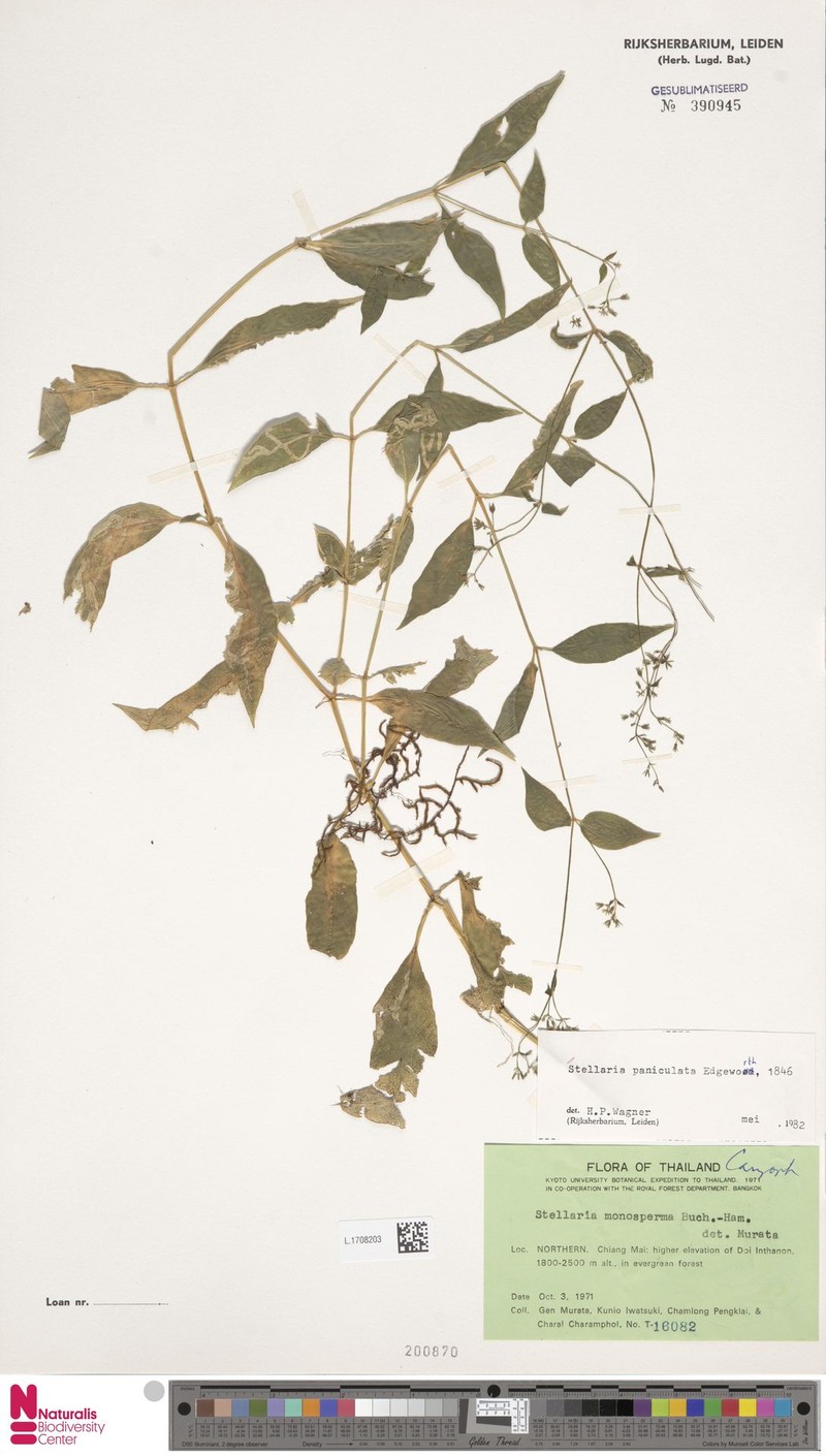 Schizotechium paniculatum photo 3
