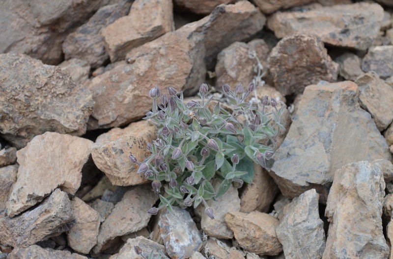 Schizotechium turkestanicum