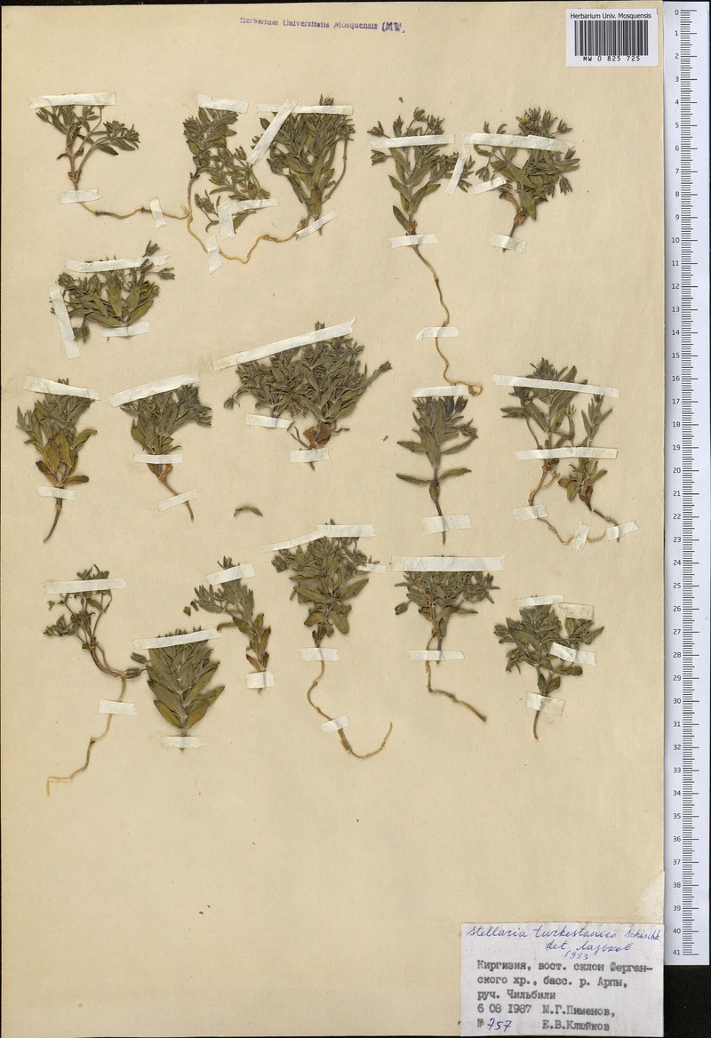 Schizotechium turkestanicum photo 2