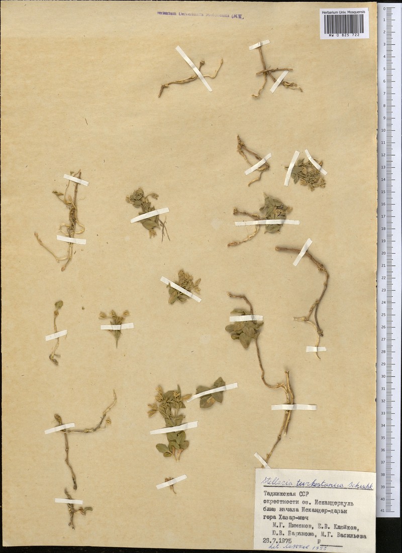 Schizotechium turkestanicum photo 3