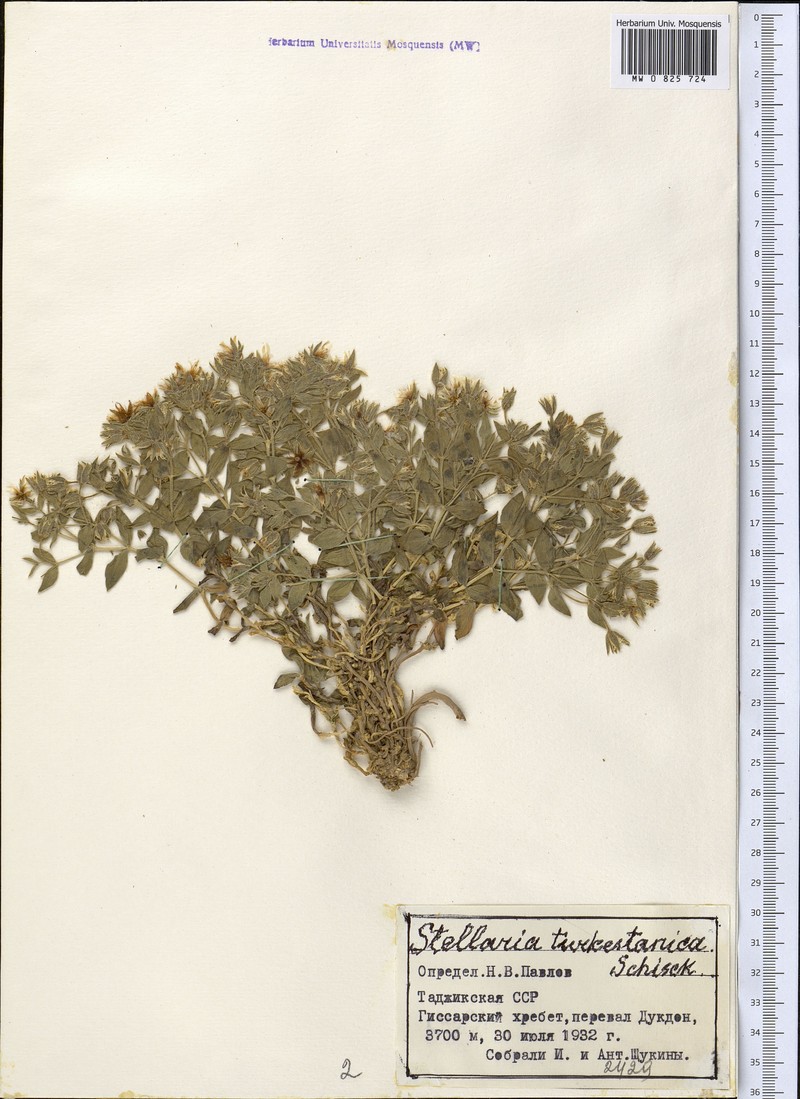 Schizotechium turkestanicum photo 4