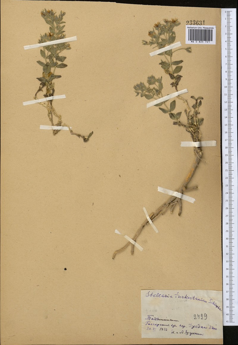 Schizotechium turkestanicum photo 5