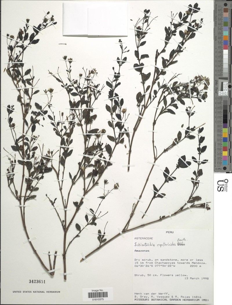 Schizotrichia eupatorioides