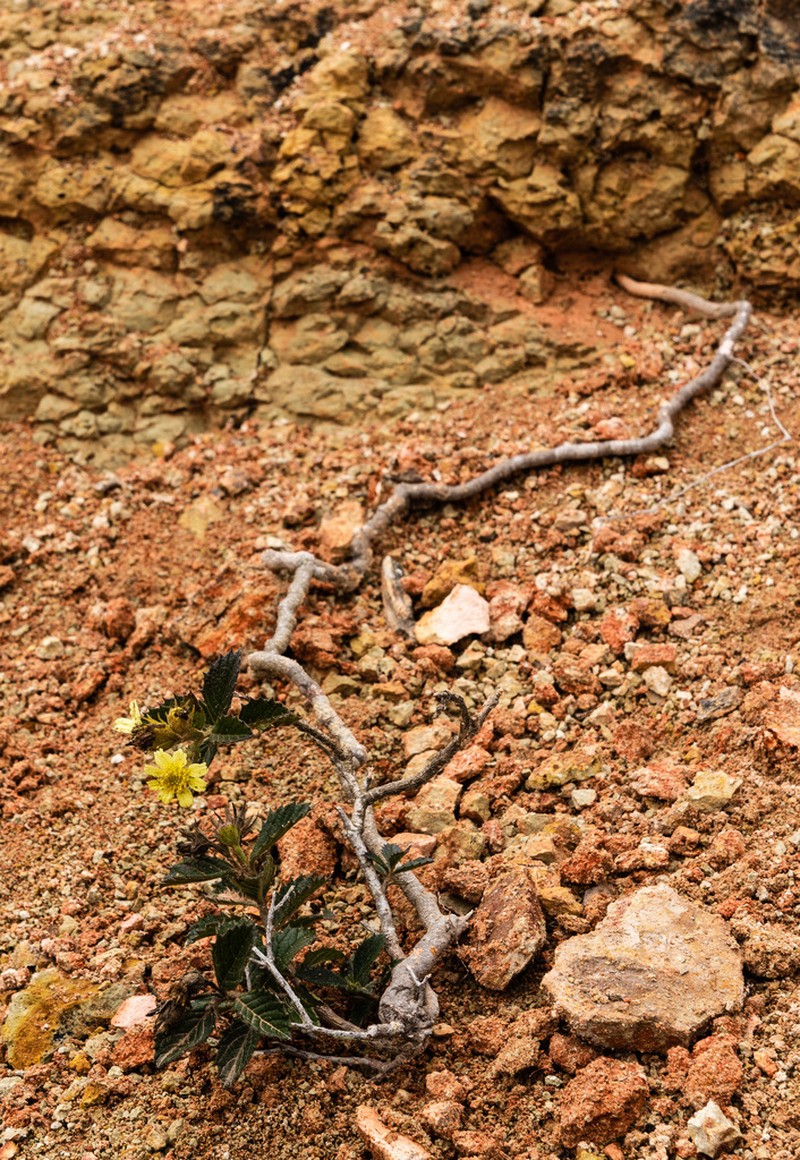 Schizotrichia jelskii