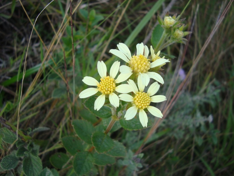 Schizotrichia jelskii photo 5