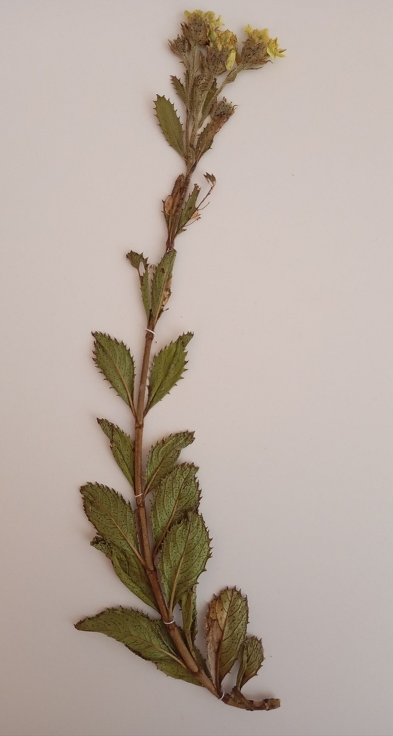 Schizotrichia jelskii photo 7